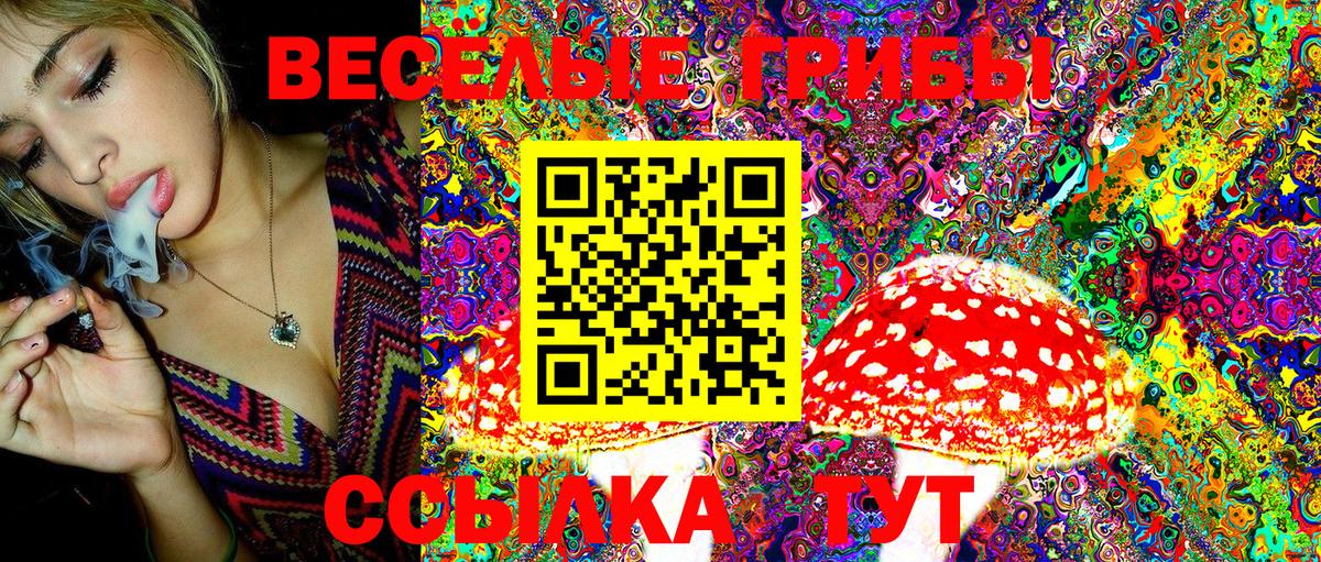 Псилоцибиновые грибы Psilocybe Чернушка